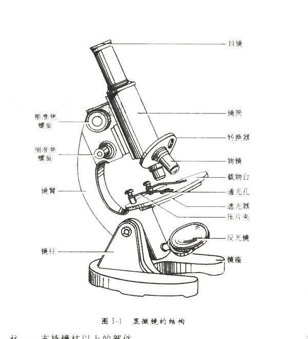 显微镜的镜头包括什么和什么