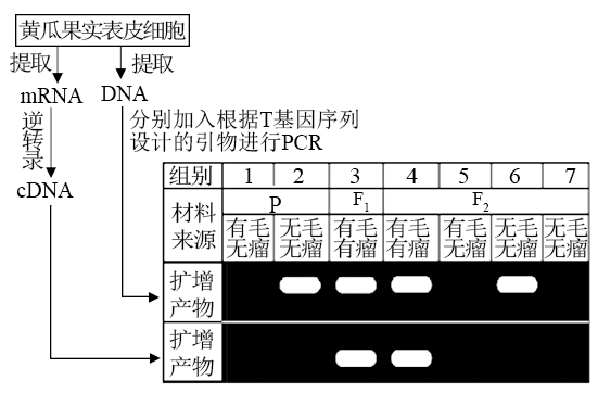 PCR扩增仪操作过程及步骤详解