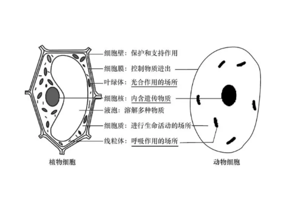 钒离子结构示意图及其相关性质